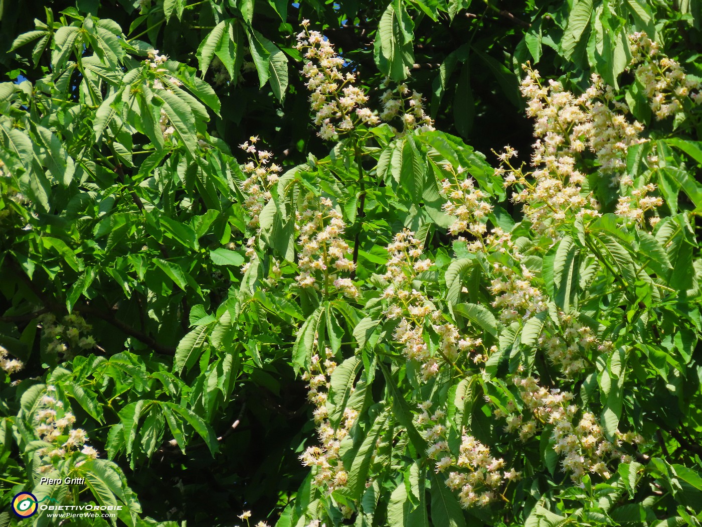 08 Fioriti gli ippocastani (Aesculus Hippocastanum).JPG
